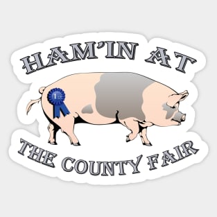 Pig Showing, Funny County Fair Livestock Showing Pigs 1st Gift Sticker